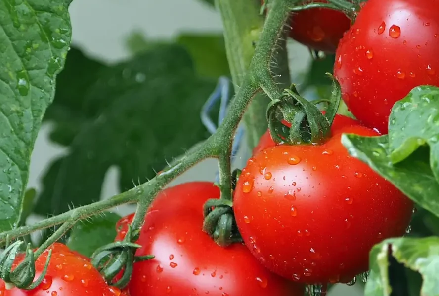 Zutatenwissen: Tomaten